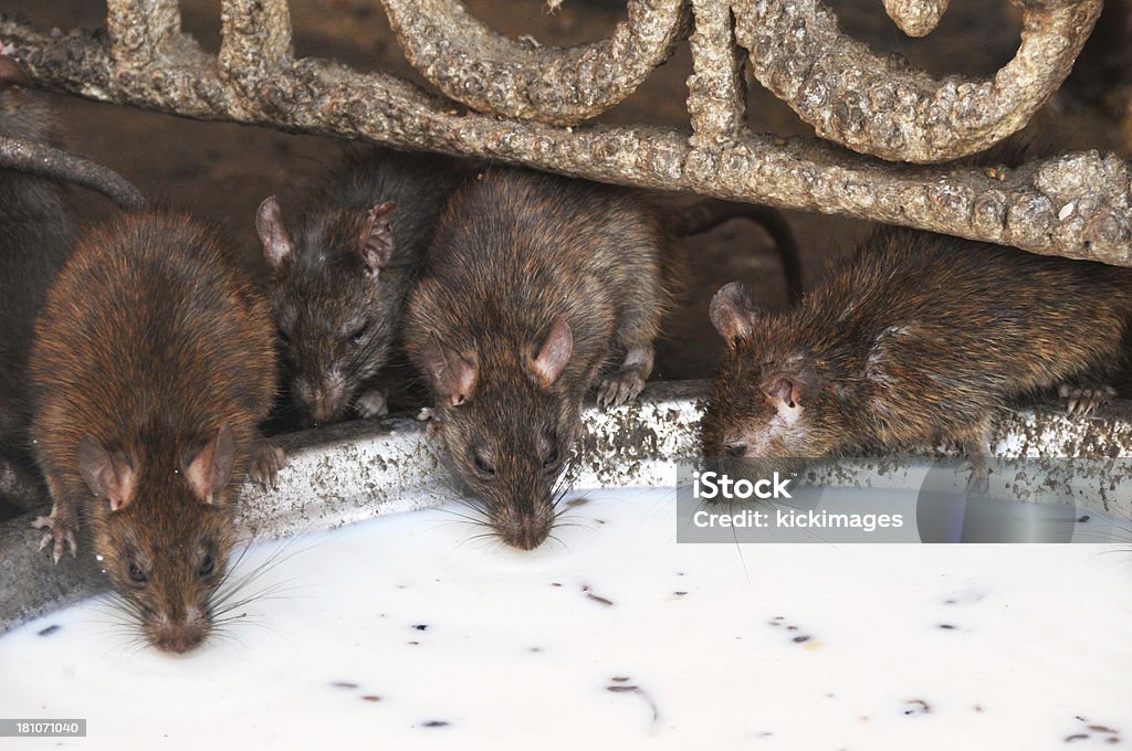 Beber leche de las ratas - Foto de stock de Rata libre de derechos