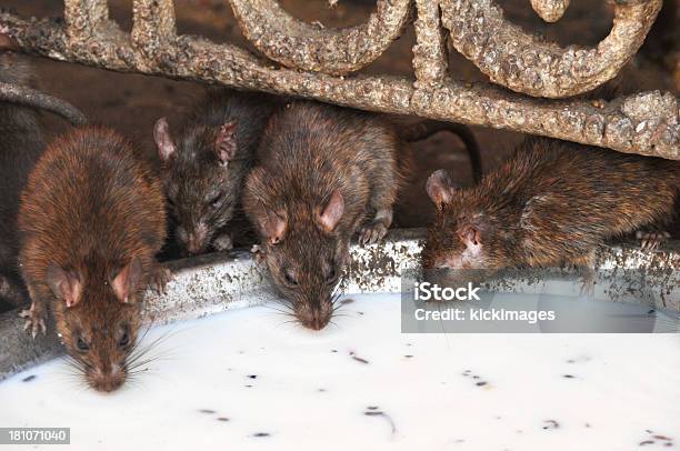 Beber Leche De Las Ratas Foto de stock y más banco de imágenes de Rata - Rata, Comer, Interior