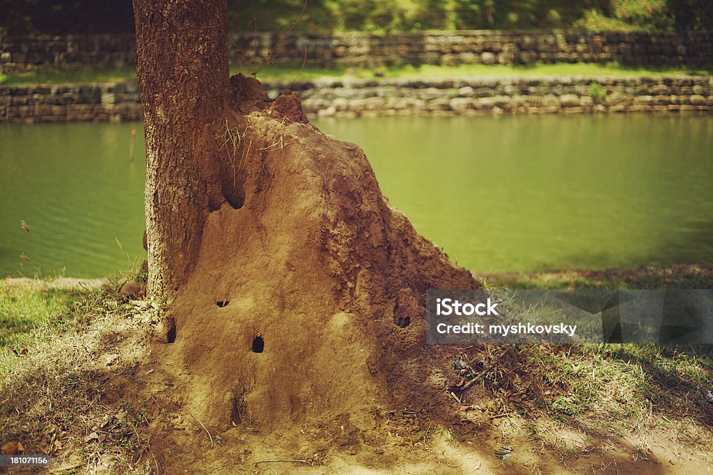 Termite Mounds géant - Photo de Fourmi coupeuse de feuilles libre de droits