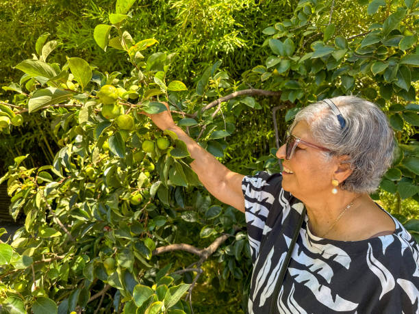 istock Elderly woman in lemon tree 1810711626