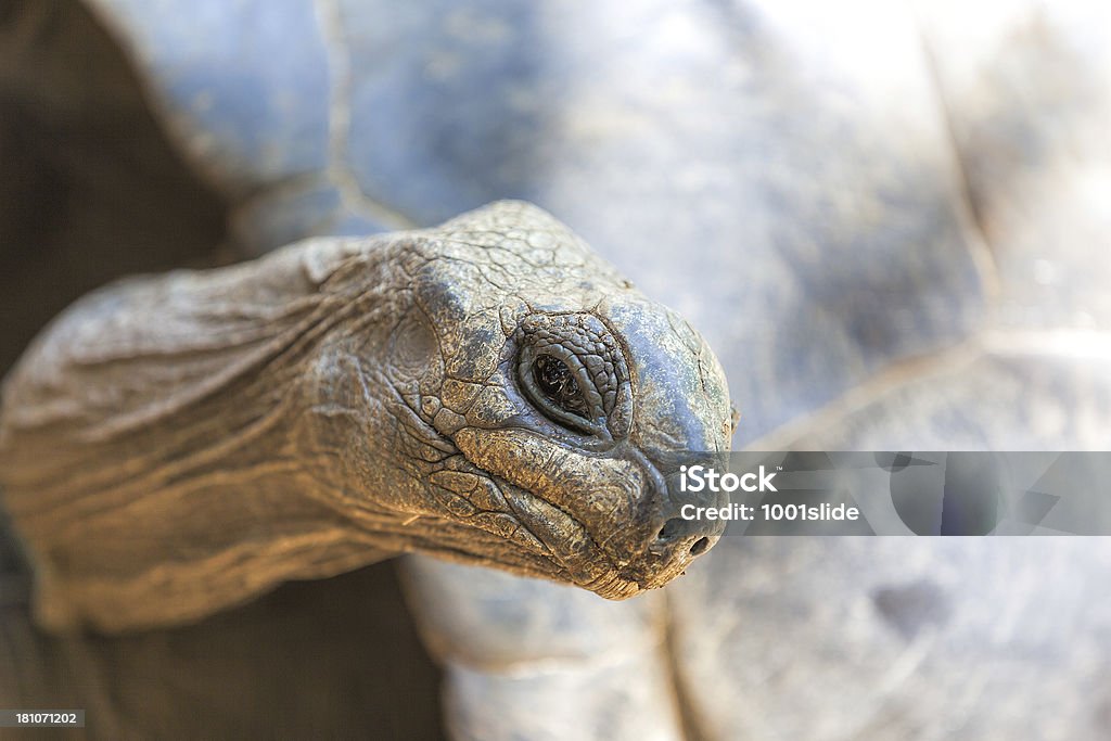 Portret Tortoise - Zbiór zdjęć royalty-free (Bez ludzi)