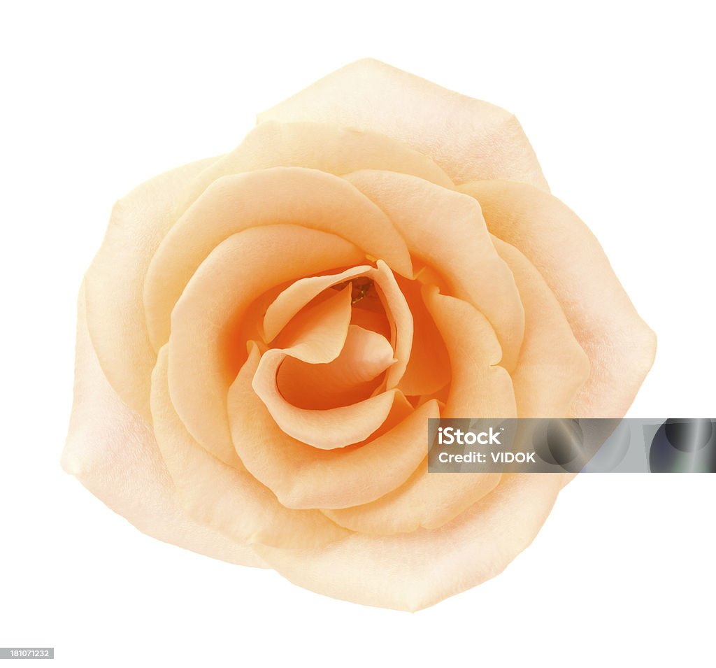 Rose. - Foto de stock de Arreglo floral libre de derechos