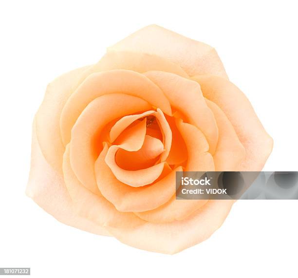 Rose Foto de stock y más banco de imágenes de Arreglo floral - Arreglo floral, Belleza, Belleza de la naturaleza