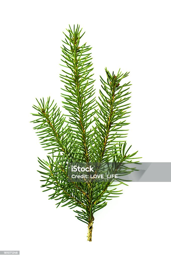 クリスマスツリーの枝 - カットアウトのロイヤリティフリーストックフォト