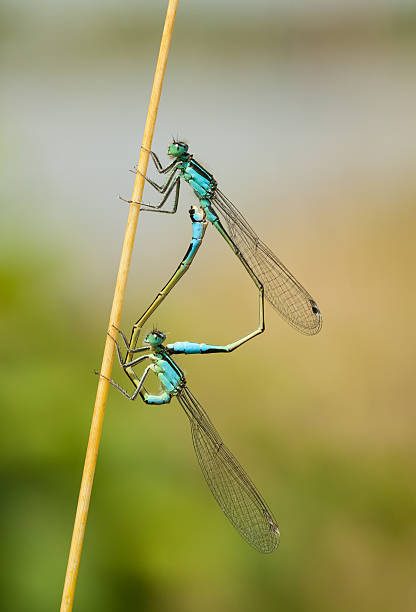 istock Mating Azure Damselflies (Coenagrion puella) 181071343