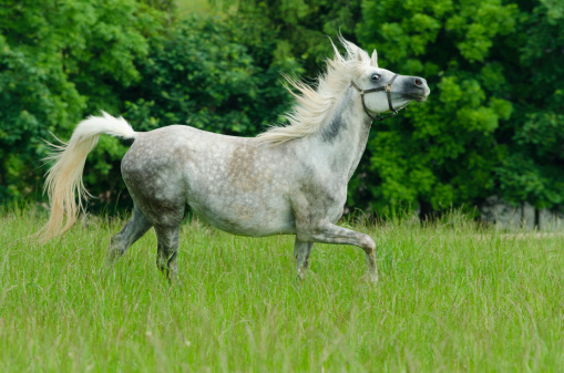 Asil Arabian horses (Asil means - this arabian horses are of pure egyptian descent) - mare in gallop