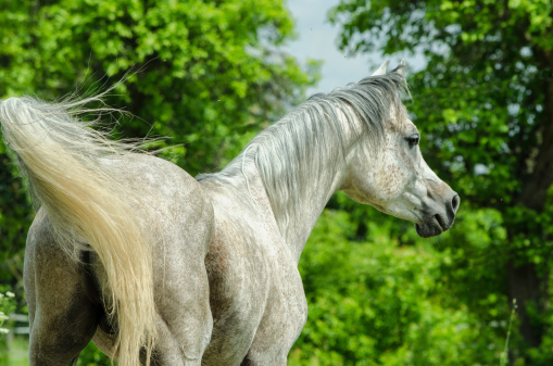 Hives or allergic wheels on a horses neck as in the side view