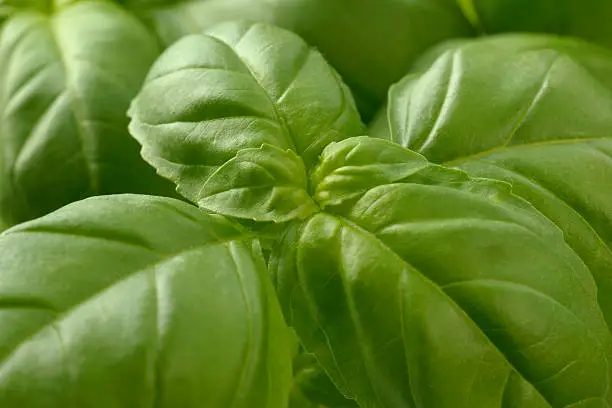 Closeup from green fresh basil leafes