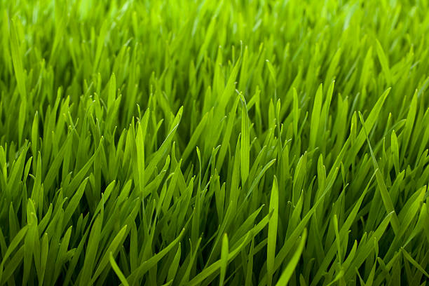 Close up of green grass background