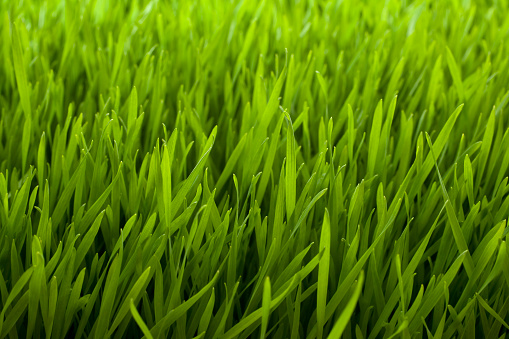Green grass, horizontal, macro shallow focus.