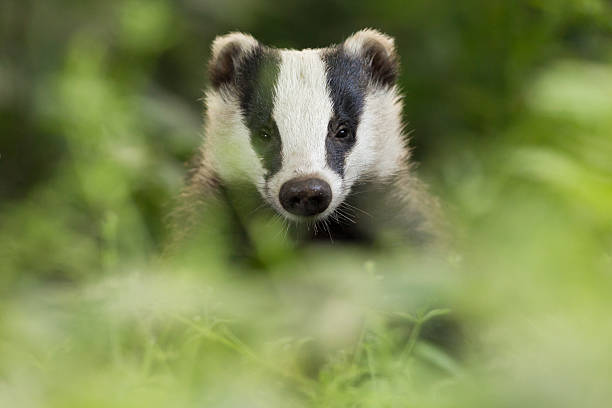 badger européenne - blaireau photos et images de collection