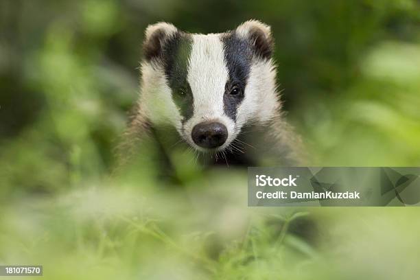 Photo libre de droit de Badger Européenne banque d'images et plus d'images libres de droit de Blaireau - Mustélidés - Blaireau - Mustélidés, Nuit, Faune