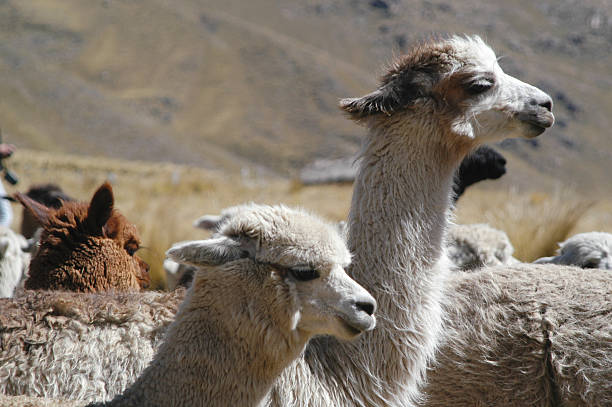 istock Herd of Llamas Stand in Andes Valley Peru 181071593