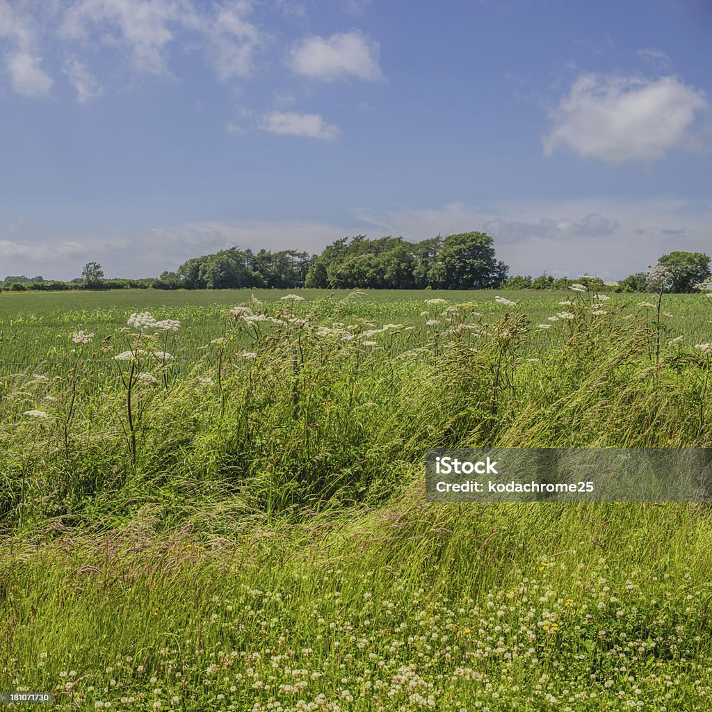 cotswolds - Foto de stock de Arbusto libre de derechos