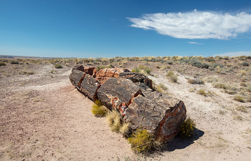 Petrified Log in the Petrified Forest National Park in Arizona United States