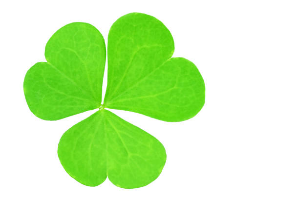 istock Green three-leaved shamrocks (Oxalis acetosella). st patrick's day 1810718804