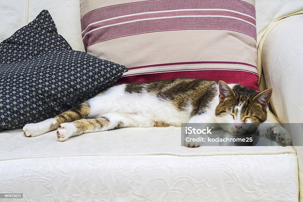 Gato - Foto de stock de Aconchegante royalty-free