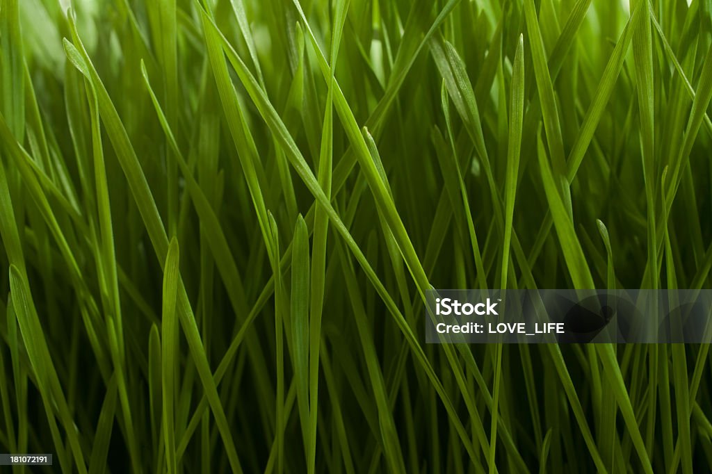 Grass texture Green grass texture, macro, shallow focus. Abstract Stock Photo