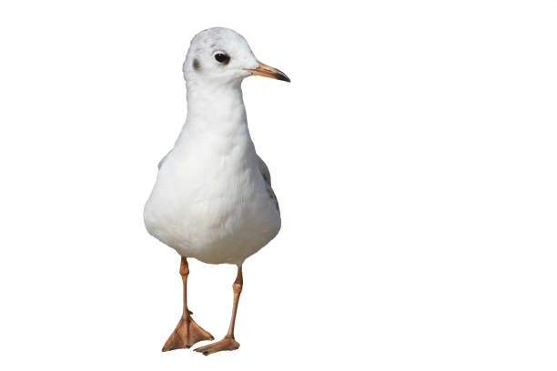 istock Seagull bird or seabird is isolated on white background. 1810722491
