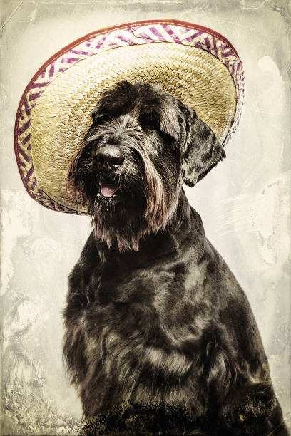 istock Big Shaggy Dog with Sombrero Hat 181072272