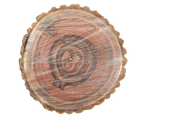 istock Cross section of a lumber log. Isolate on white background. Forestry woodworking industry. 1810723526