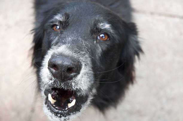 istock Scary Dangerous Black Dog Macro Showing Teeth 181072756