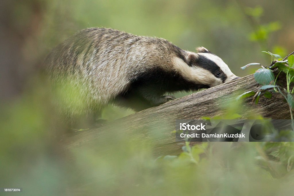 Badger européenne - Photo de Angleterre libre de droits