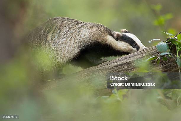 Photo libre de droit de Badger Européenne banque d'images et plus d'images libres de droit de Angleterre - Angleterre, Animal mâle, Animaux de safari