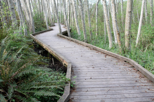 Planked pathway through the trees in a park