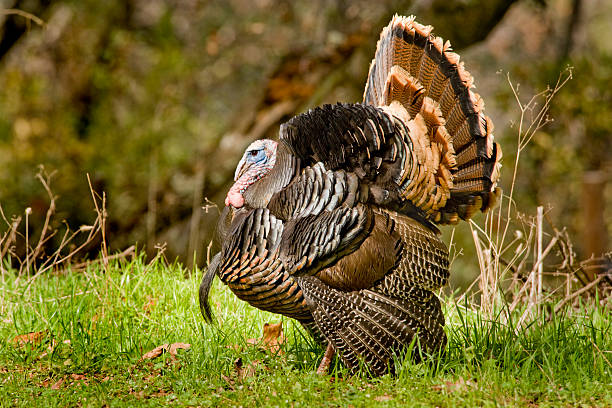 istock Wild Turkey, Northern California 181073098