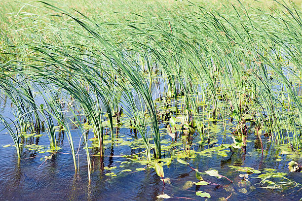 A natural wetland area with prairie grasses blowing in the wind.