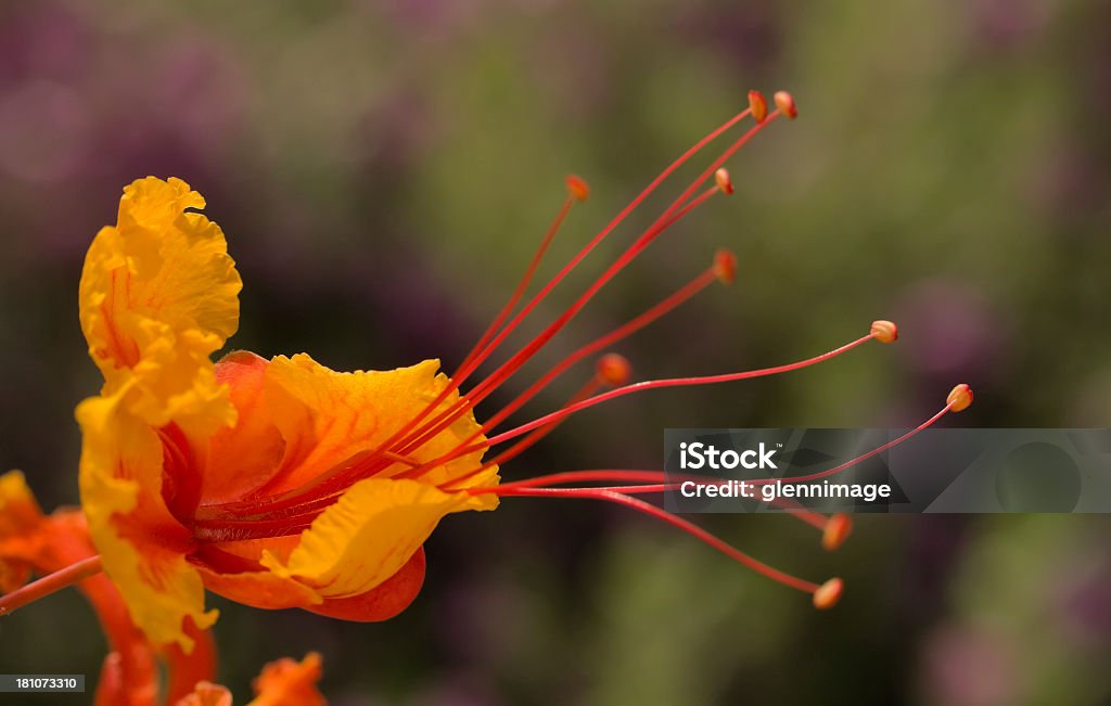 Orgulho de Barbados flor - Foto de stock de Flamboyant-mirim royalty-free