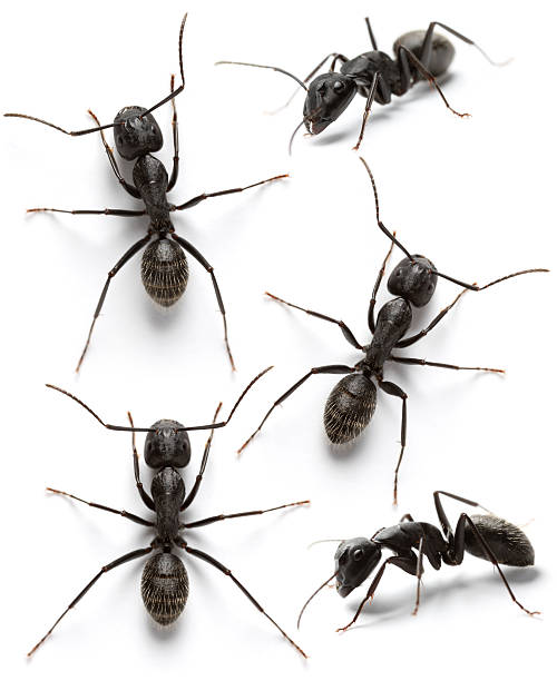 preto formigas - colony swarm of insects pest animal imagens e fotografias de stock