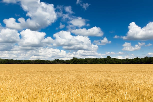 яркий желтый пшеничное поле под глубокое синее небо и облака - kansas wheat bread midwest usa стоковые фото и изображения