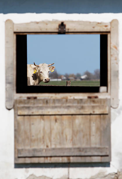 istock Portrait of a cow 181073478