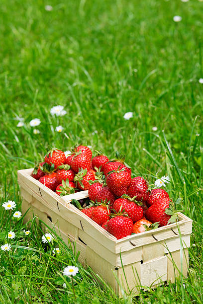 Organic strawberries in a basket on meadow