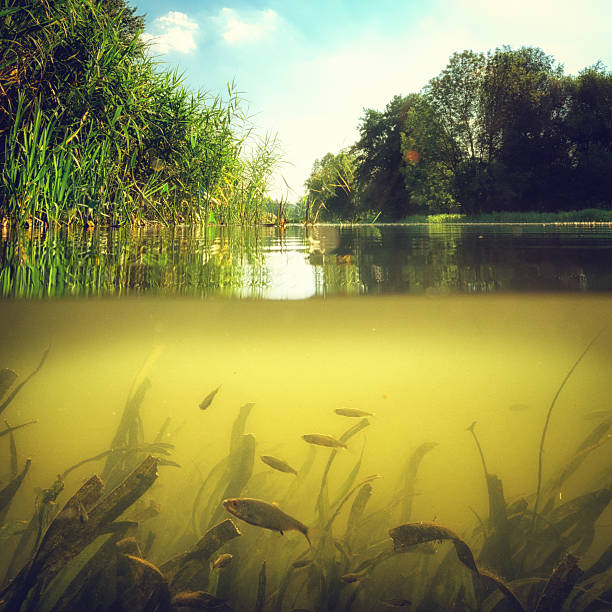 View half under water Underwater scene with reeds and little group of fish in light and bubbles . riverbank photos stock pictures, royalty-free photos & images