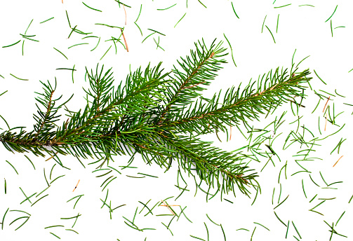 Close up of a fresh Christmas tree losing needles