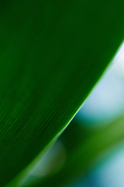 feuille de palmier - chlorophyll striped leaf natural pattern photos et images de collection