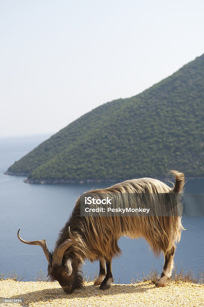 けば立ったヤギはギリシャ、地中海の島の背景 - ギリシャのロイヤリティフリーストックフォト