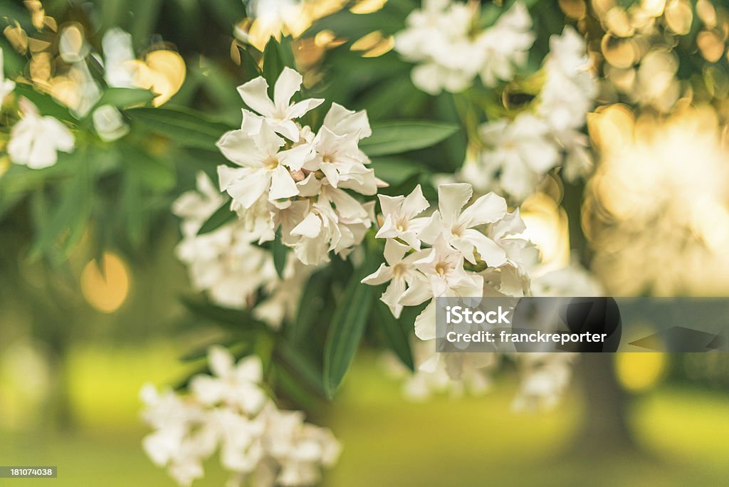 Олеандр дерево цветок - Стоковые фото Без людей роялти-фри