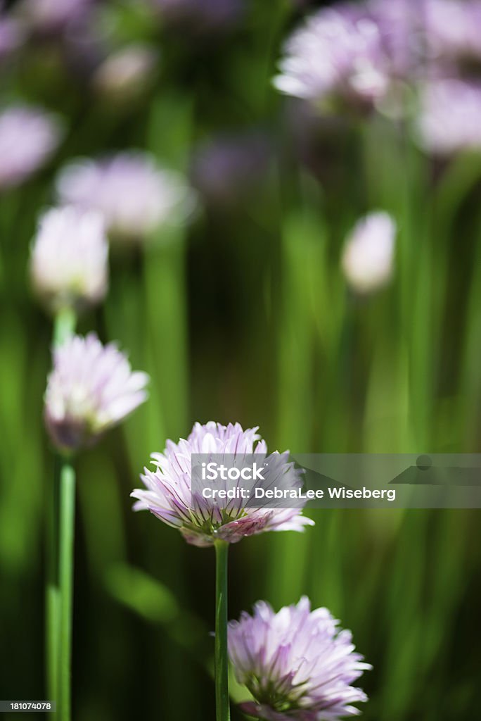 Blühender Schnittlauch - Lizenzfrei Bildschärfe Stock-Foto