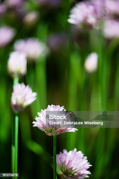 Blühender Schnittlauch Stockfoto und mehr Bilder von Bildschärfe - Bildschärfe, Blume, Blumenbeet