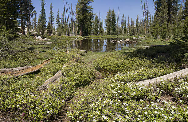 subalpine staw w yosemite (xxl - wilderness area flower pond clear sky zdjęcia i obrazy z banku zdjęć