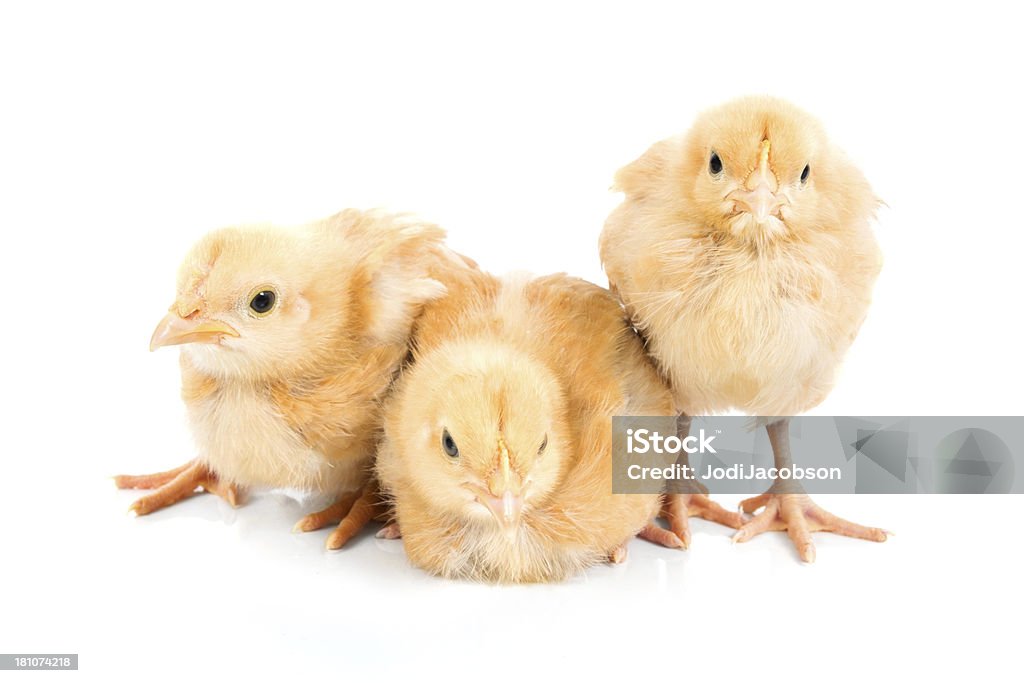 3 つのかわいい赤ちゃん cuddling 一緒に「chicks 」 - ふわふわのロイヤリティフリーストックフォト