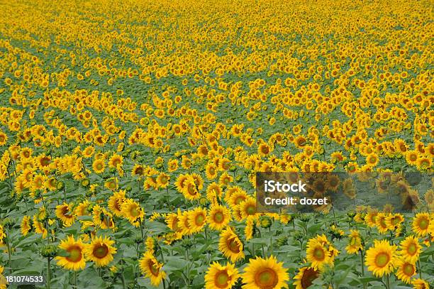 Foto de Campo De Girassol e mais fotos de stock de Amarelo - Amarelo, Beleza natural - Natureza, Cabeça da flor