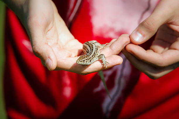 istock Little cute lizard in boys hand 181074586