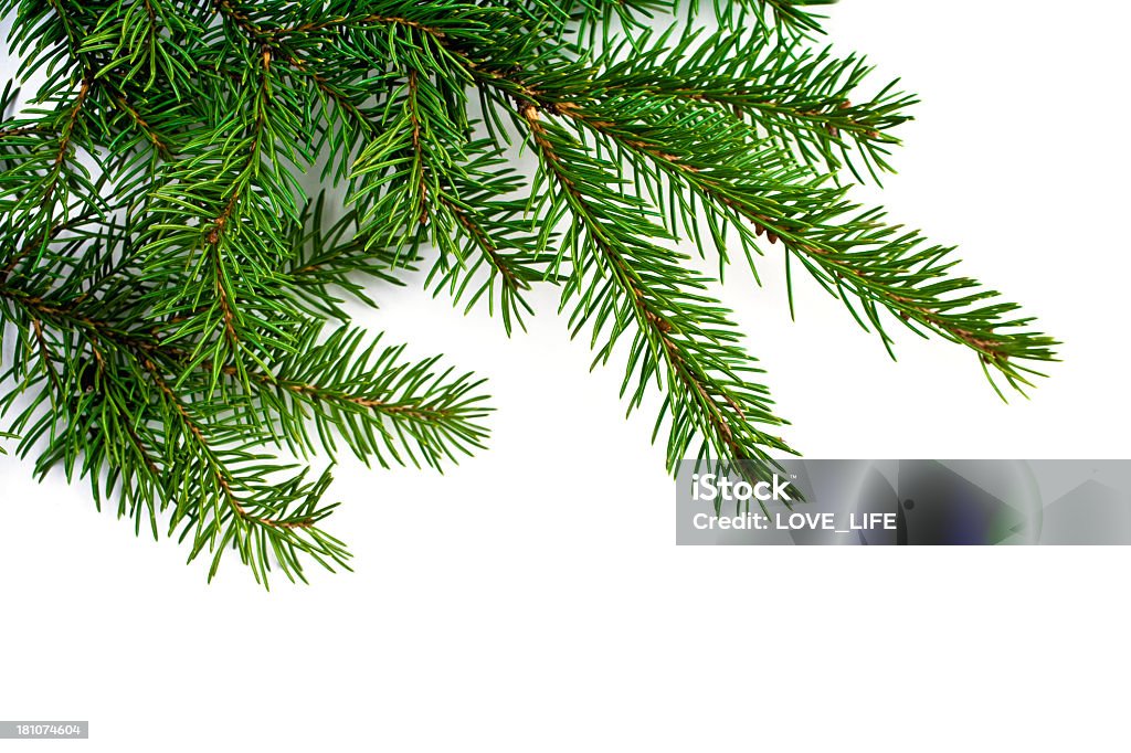 Рождество дерево ветвь и гирлянда - Стоковые фото Гирлянда роялти-фри