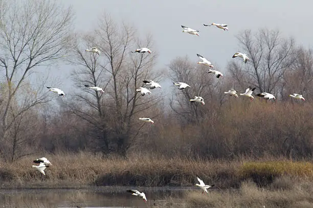 A group of Snow Geese landing in a pond on a foggy day at Gray Lodge Wildlife Area.