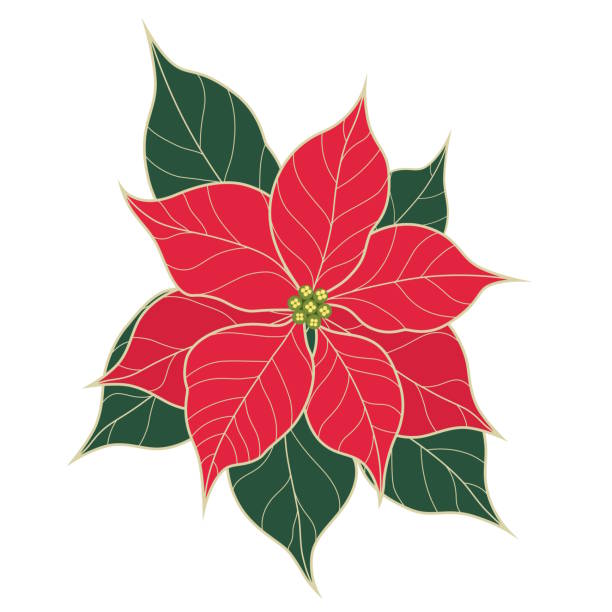 PoinsettiaFlower_13 Red poinsettia flowers graphic element design for Christmas. christmas stars stock illustrations